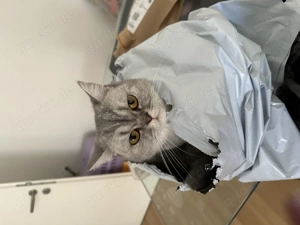 Unsere britisch Kurzhaarkatze Samy sucht ein neues Zuhause Bild 2
