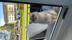 Unsere britisch Kurzhaarkatze Samy sucht ein neues Zuhause Bild 3