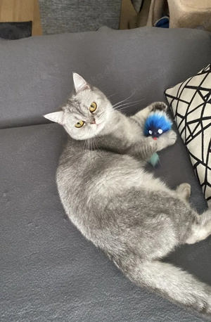 Unsere britisch Kurzhaarkatze Samy sucht ein neues Zuhause Bild 4