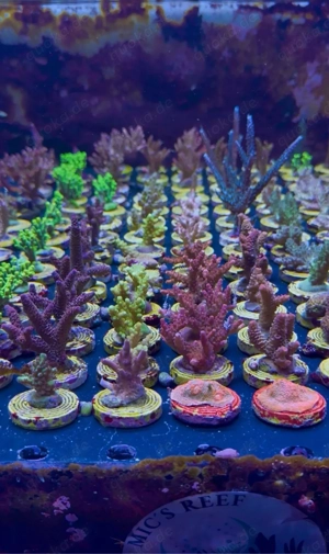 Meerwasser Korallen Ableger Sps Lps Acropora Frags 