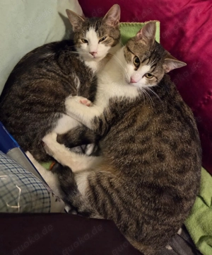 Unsere zwei hübschen Herzensbrecher Adrien und Matteo suchen ein gemeinsames Kuschelkörbchen