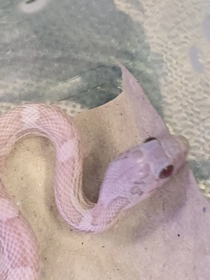 2.0 Hypo Ice Sunkissed Kornnatter