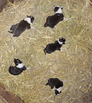 TOP Border Collie Welpen vom Border-Valley