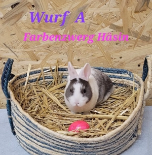 2 junge Zwergkaninchen Farbenzwerg Häsin und Löwenköpfchen Rammler 