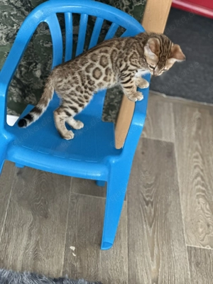 Bengal-Kater Simba sucht ein liebevolles Zuhause 