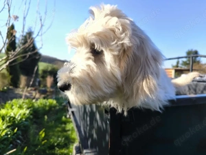 Zauberhafte Goldendoodle-Welpen  suchen ein Zuhause auf Lebenszeit!