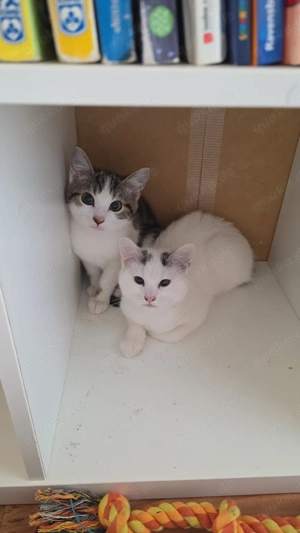 Ein junge und ein Mädchen suchen zusammen ein zuhause