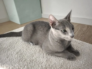 russisch blau und heilige Birma kater
