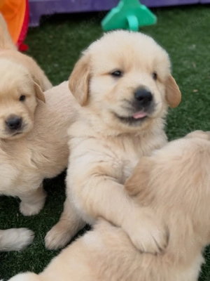 4 Monate alte männliche und weibliche Golden-Retriever-Welpen