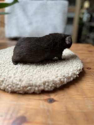 Skinny Pig  Werwolf in Schoko