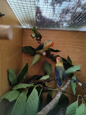 Pfirsichköpfchen  Bild 3