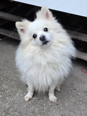 Zwergspitz Pomerian 