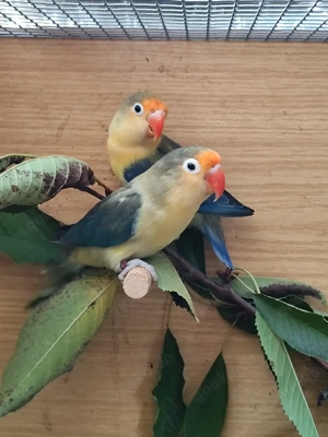 Pfirsichköpfchen  Bild 2