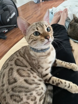 Bengalkätzchen mit reinrassigen Eltern, 10 Tests, Kätzchen, Katze, Kater