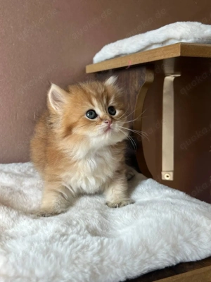 BKH Golden Farbe Kitten 