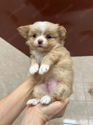 Ein liebenswerter und wunderschöner Chihuahua-Welpe steht zum Verkauf 