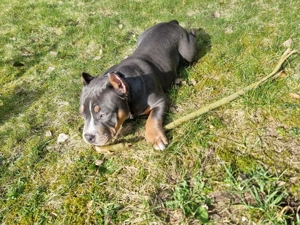 American bully pocket Hündin Abkc Tri color welpe 