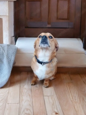 Milo, Jackrussel-Pekinese-Mix, 3 Jahre, Rüde, Zuhause gesucht