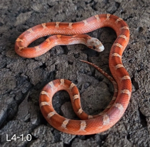 Bloodred 66% ph Amel Charcoal Striped 