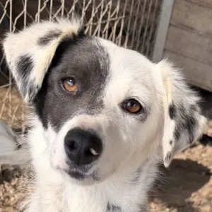 Mapuce, geb. ca. 03 2024, lebt in GRIECHENLAND, im städt. Tierheim Serres 