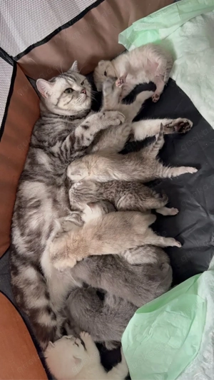 BKH Kuschelmonster Sissi sucht friedliches Zuhause