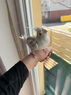 Handzahme Whiteface Pearl Henne (9 Monate) mit DNA-Zertifikat