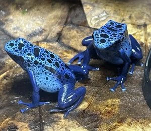 Eigene Nachzucht Dendrobates tinctorius auf