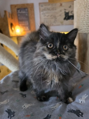 BLH Kitten mit Stammbaum ab sofort frei