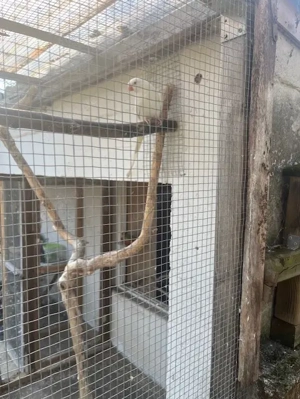 Princess of Wales zu verkaufen