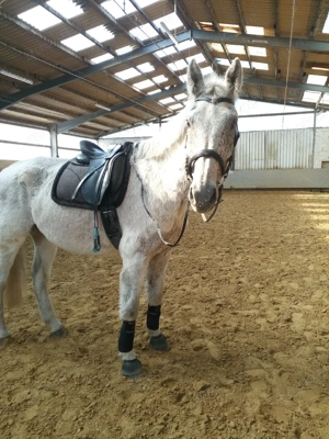 Pflegebeteiligung gesucht mit Option auf RB