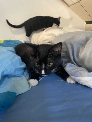 !!! Verkaufe 2 Geschwister!!!