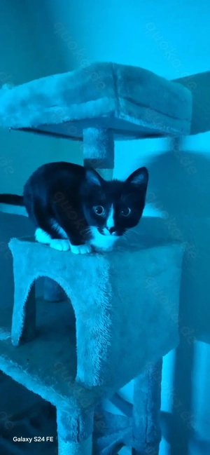 Mädchen Katze  5 oder 6 Monate 