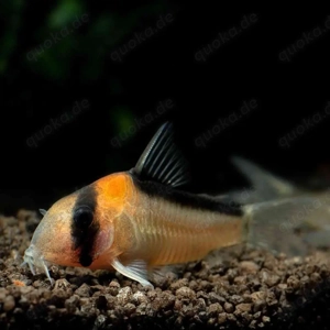 SUCHE günstig 10-15 Panzerwelse Raum Worms Ludwigshafen. 