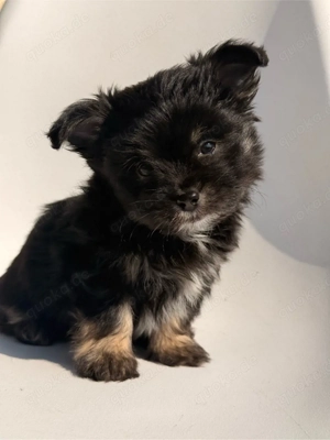 Malchipoo Welpen suchen 5 Sterne zuahuse