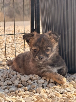 Traumhafte Malchipoo Welpen aus liebevoller Familienaufzucht