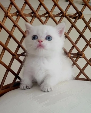 Weiße Britisch Kurzhaar-Kätzchen. Registriert und geimpft.