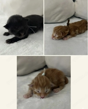 Maine Coon Kitten aus liebevoller Familie