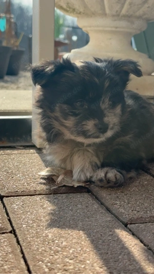 Exklusive Malchipoo Welpen aus verantwortungsvoller Familienaufzucht 