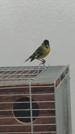 Erlenzeisige und Bartzeisige 