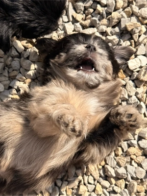 Exklusive Malchipoo Welpen aus verantwortungsvoller Familienaufzucht 