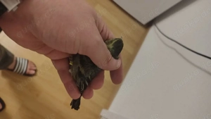 Erlenzeisige und Bartzeisige 