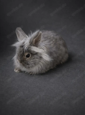 Löwenköpfchen Mix Angora Kaninchen 