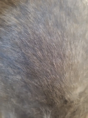 Löwenköpfchen Mix Angora Kaninchen  Bild 2
