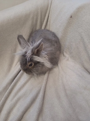 Löwenköpfchen Mix Angora Kaninchen  Bild 4