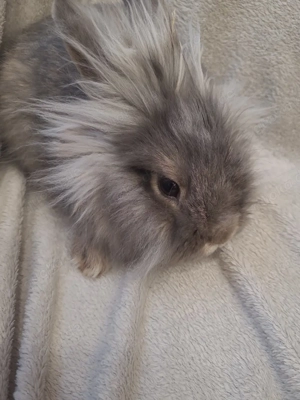 Löwenköpfchen Mix Angora Kaninchen  Bild 3