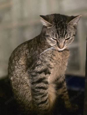 Jung Katzen zu vermitteln