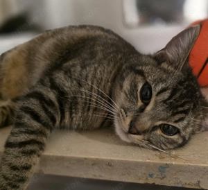 Jung Katzen zu vermitteln