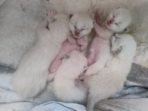Siam Ragdoll Kitten ab Ende Mai