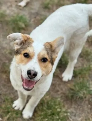 Hübsches Hundekind Adina - kommt mit Mensch und Tier gut aus