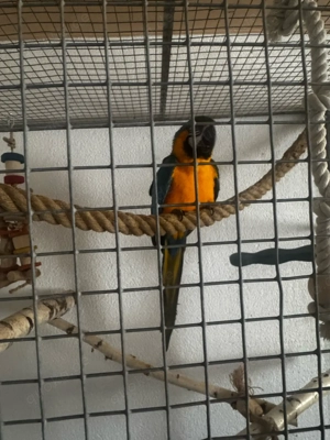 Gelbrustara weibchen 